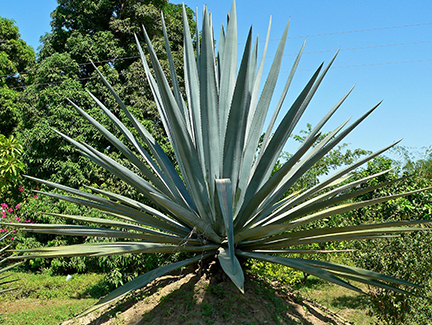 Agave_tequilana_2.jpg - 268.37 KB